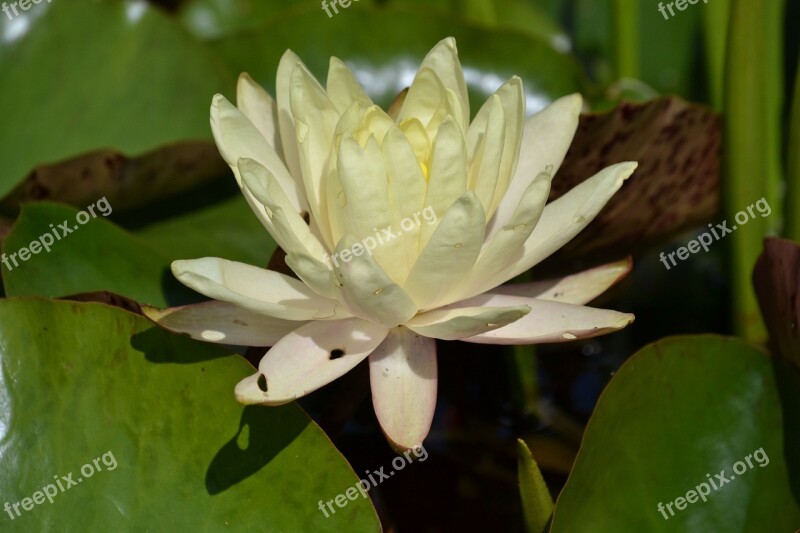 Water Lily Aquatic Plant Lake Rose Nature Blossom