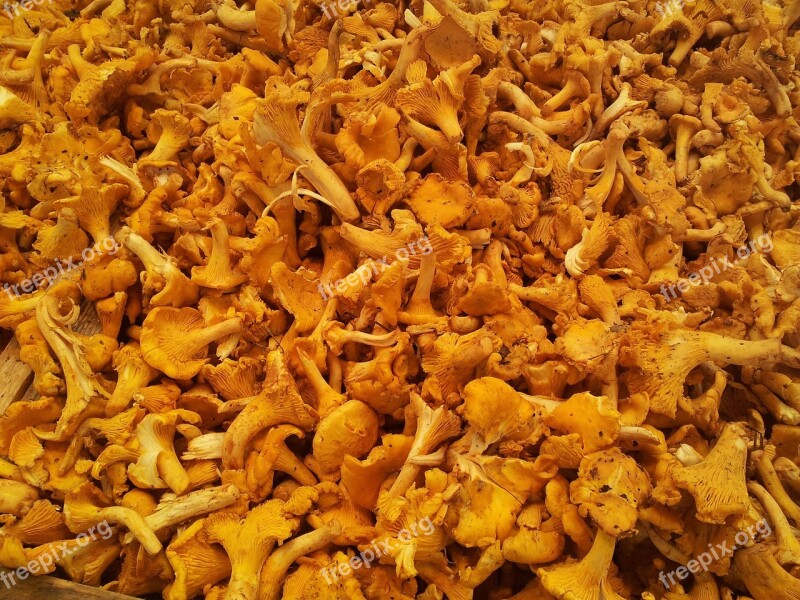 Chanterelles Market Chanterelle Egg Sponge Mushroom