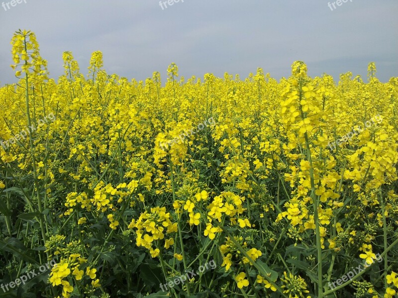 Field Of Rapeseeds Oilseed Rape May Yellow Bloom