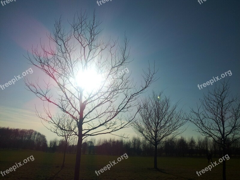 Sunset Tree Sky Evening Sun Mood