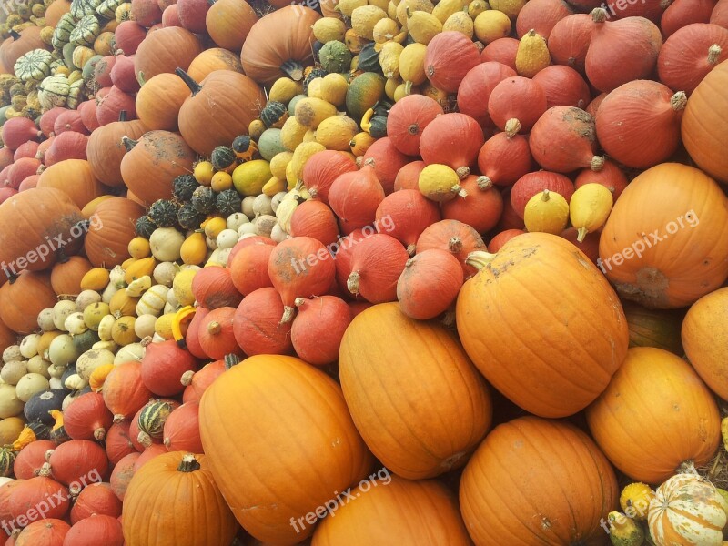 Pumpkin Halloween Pumpkins Pumpkin Varieties Nature