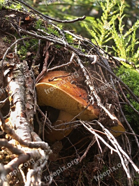 Fungus Mushrooms Autumn Nature Forest