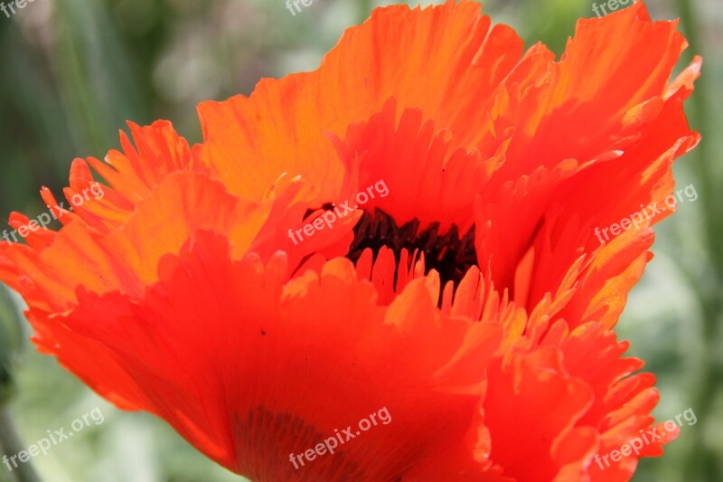 Poppy Red Poppy Mohngewaechs Free Photos