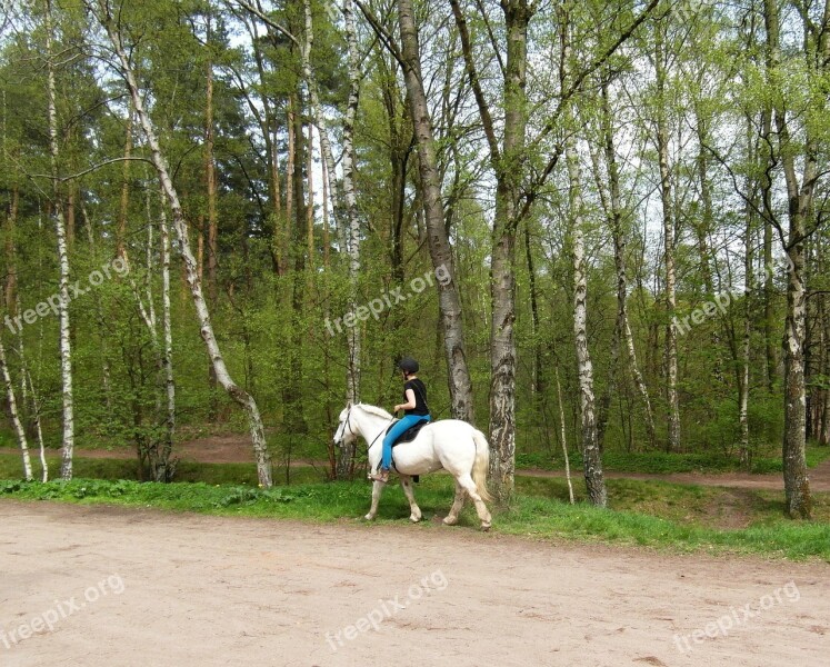 Horse White Ride Equestrian Free Photos