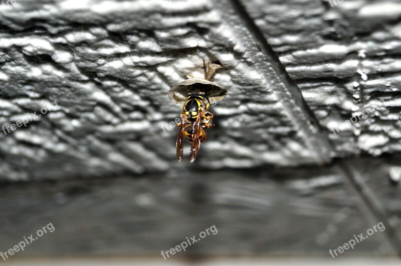 Wasp Queen Queen Wasp Nest Building Nature