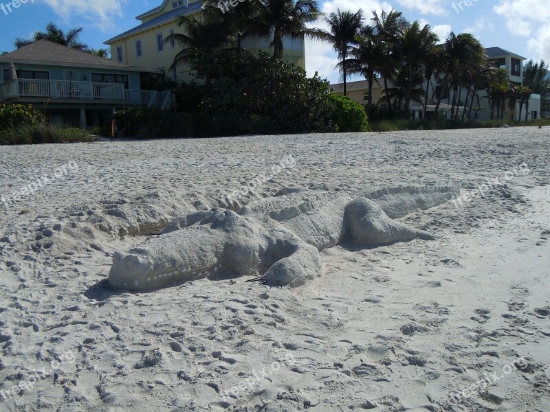 Beach Sand Alligator Animals Sandsculpting