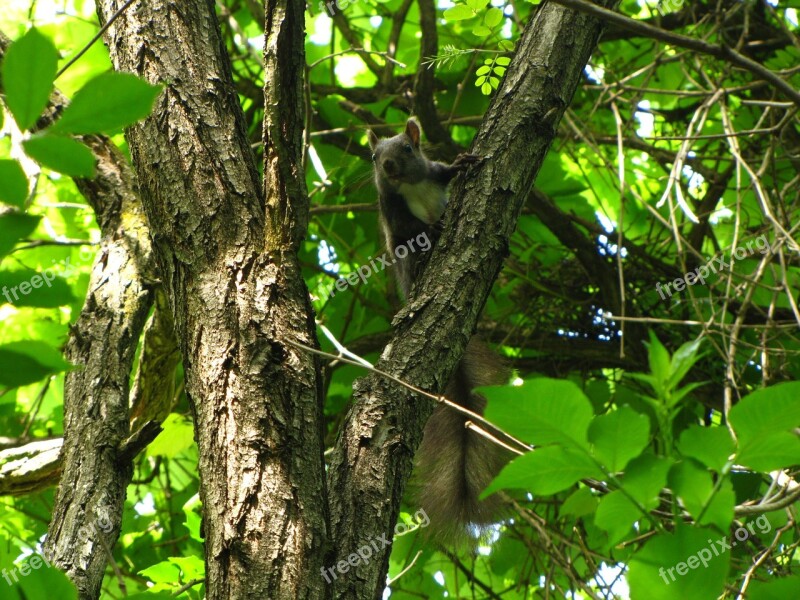 Squirrel Forest Animal Free Photos