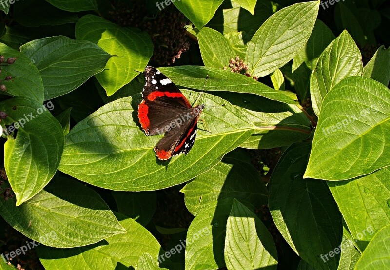 Butterfly Bush Foliage Viburnum Flying Insects