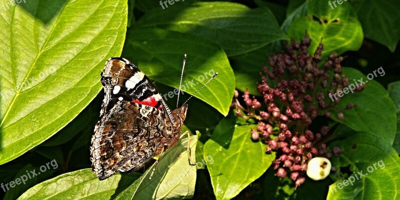 Butterfly Viburnum Bush Foliage Berry