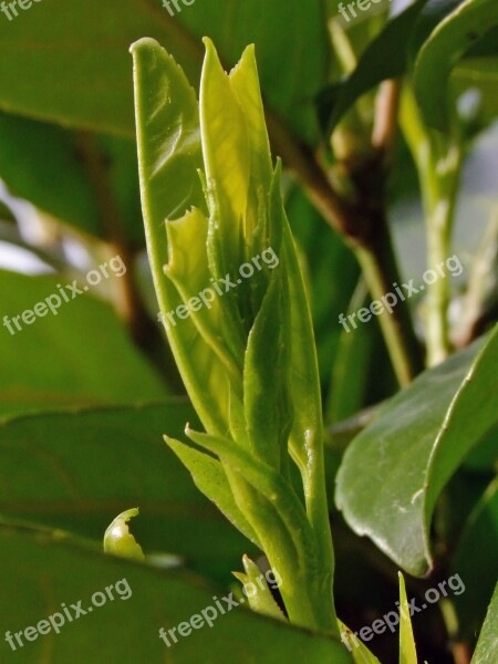 Plant Green Leaf Laurel Greenhouse Nature