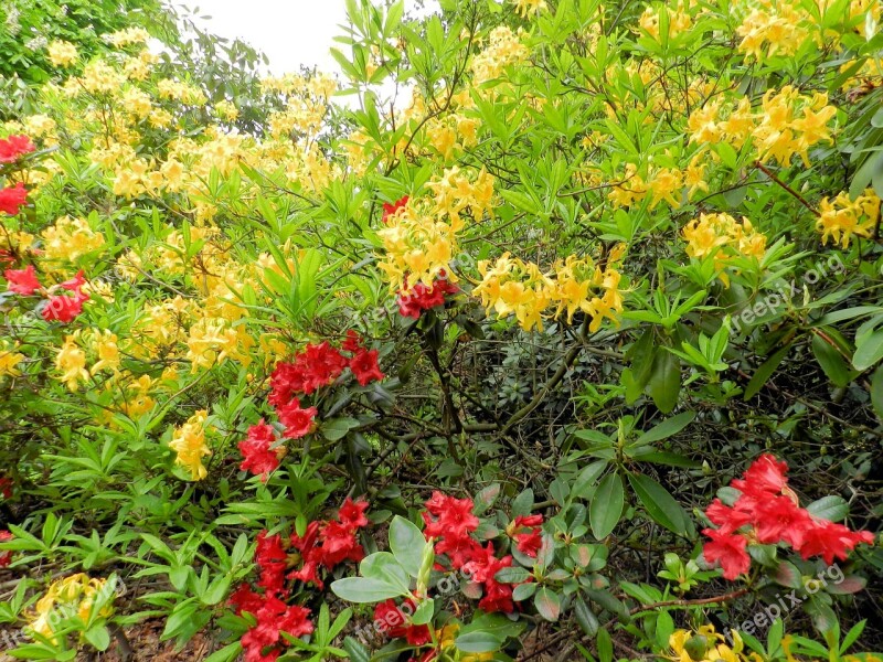 Azalea Flowers Bush Free Photos