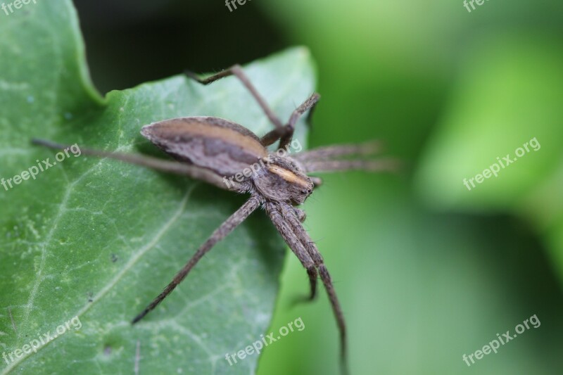 Spider Insect Food Fly Nature