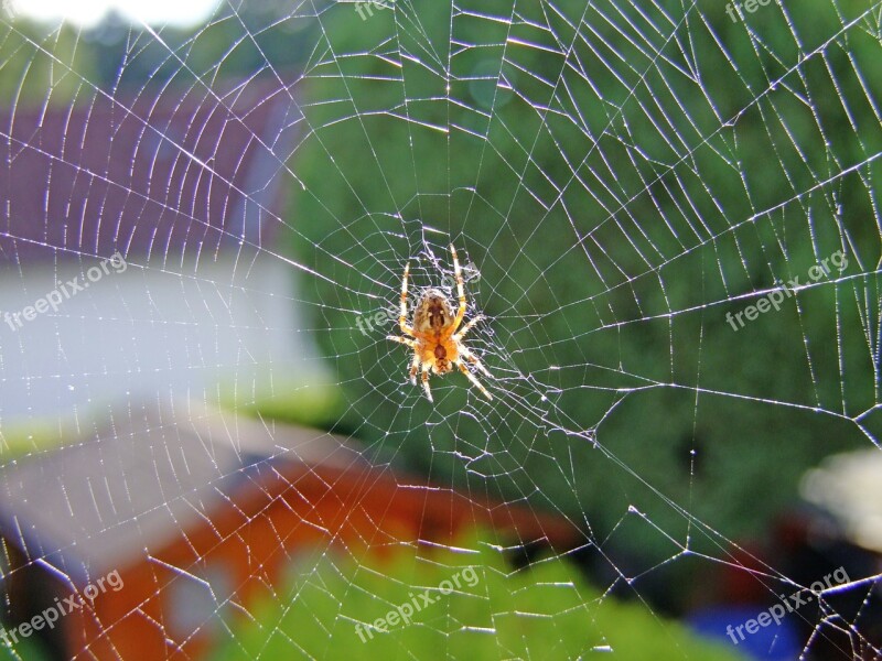 Spider Web Animal Nature Spider Network