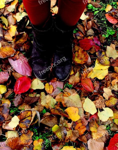 Leaves Autumn Legs Feet Prato