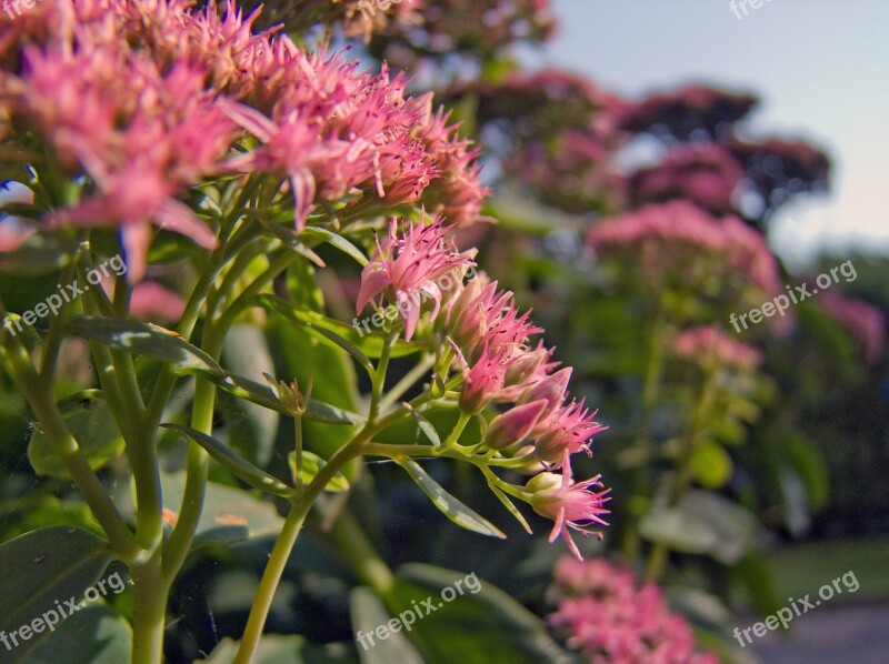 Flower Pink Stonecrop Nature Free Photos