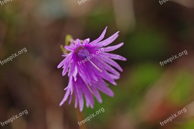 Blossom Bloom Flower Macro Violet