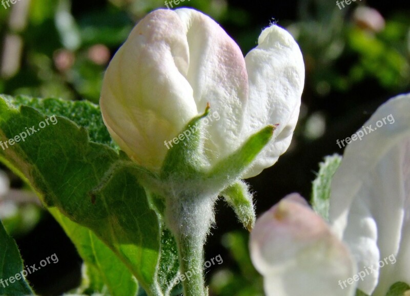 Bud Apple Blossom White Nature Free Photos