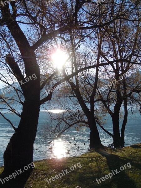 Tree Sun Backlighting Mood Lake