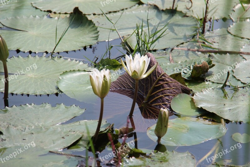 Water Lilies Flowers Nature Free Photos