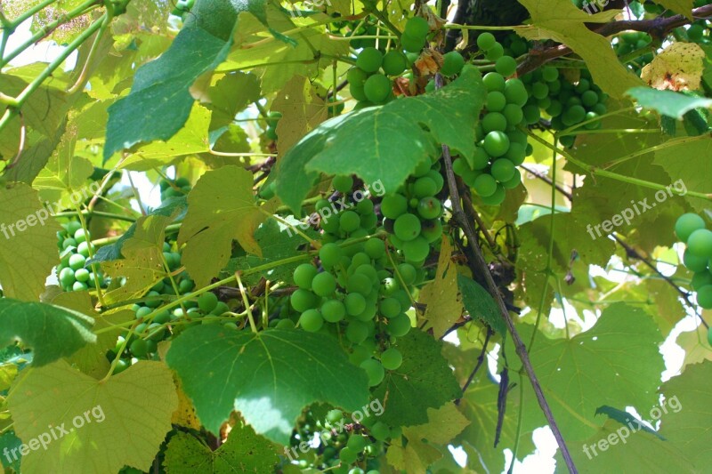 Grapes Grapevine Green Grape Food