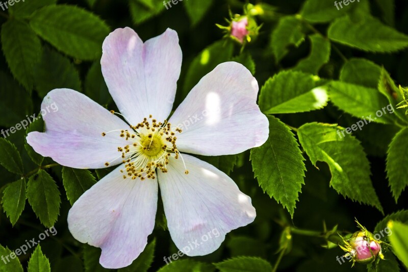 White Flower Nature White Flower Macro