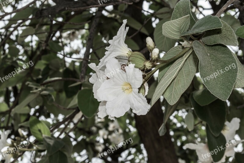 Flower Flowers Summer Flowers White Nature