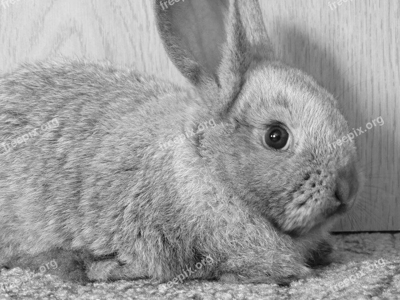 Rabbit Hay Ears Sad B W Photography