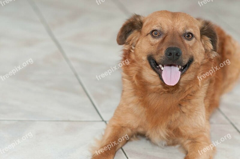 Puppy Dog Smiling Dog Pet Adorable