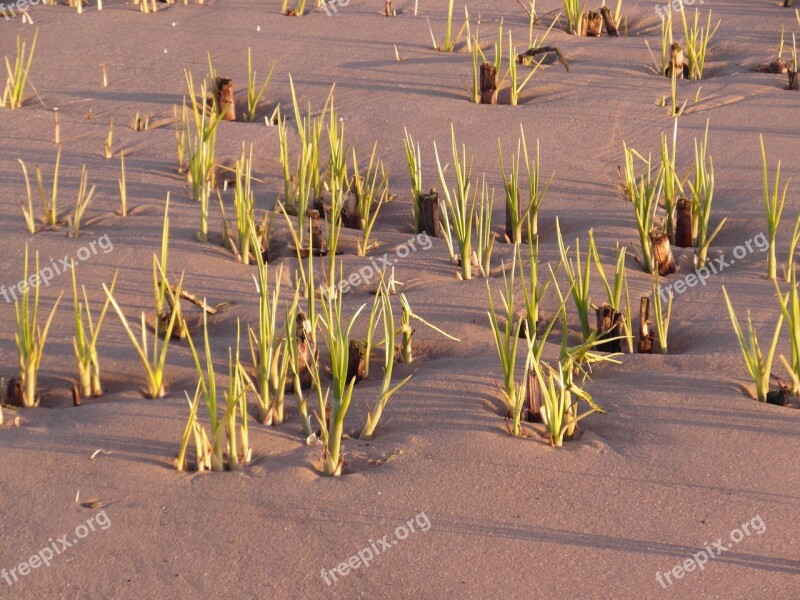 Nature Conservation Elbe Beach Reed Watts