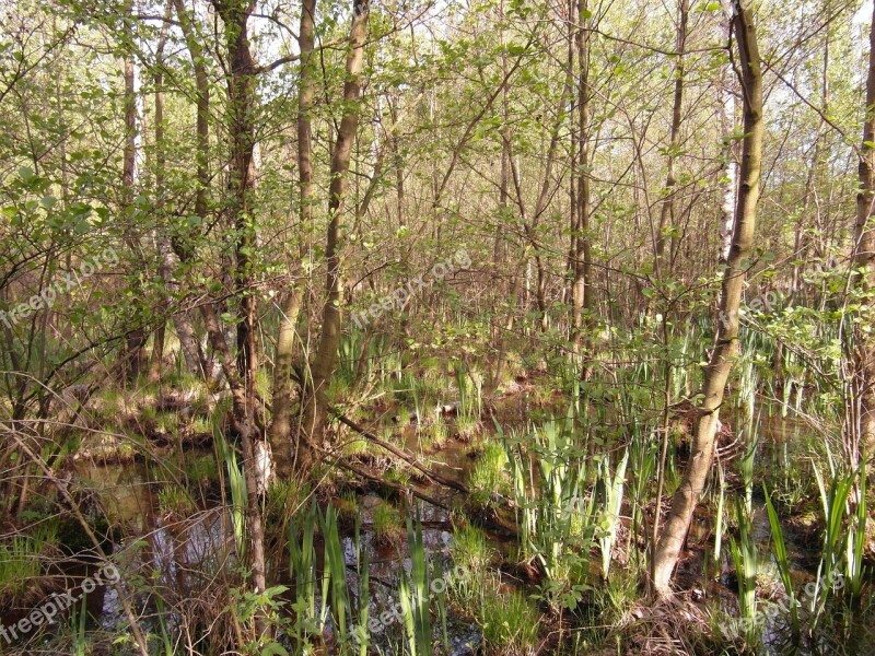 Moor Light Forest Spring Grow