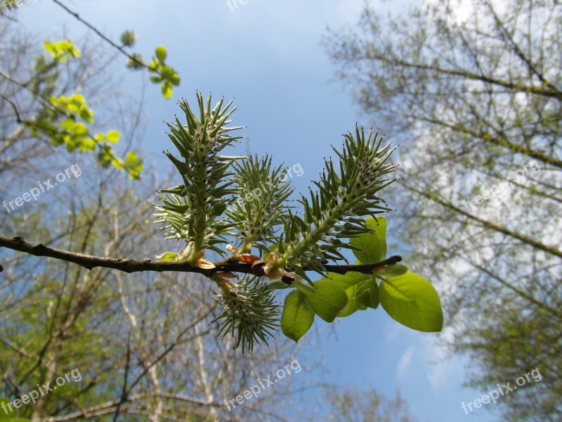 Moor Blossom Grow Inflorescence Light