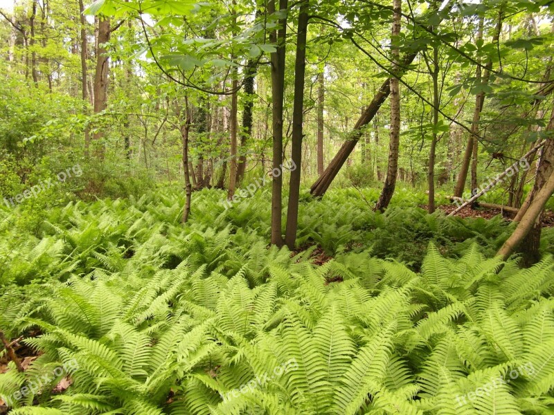 Nature Reserve Moor Forest Fern Away