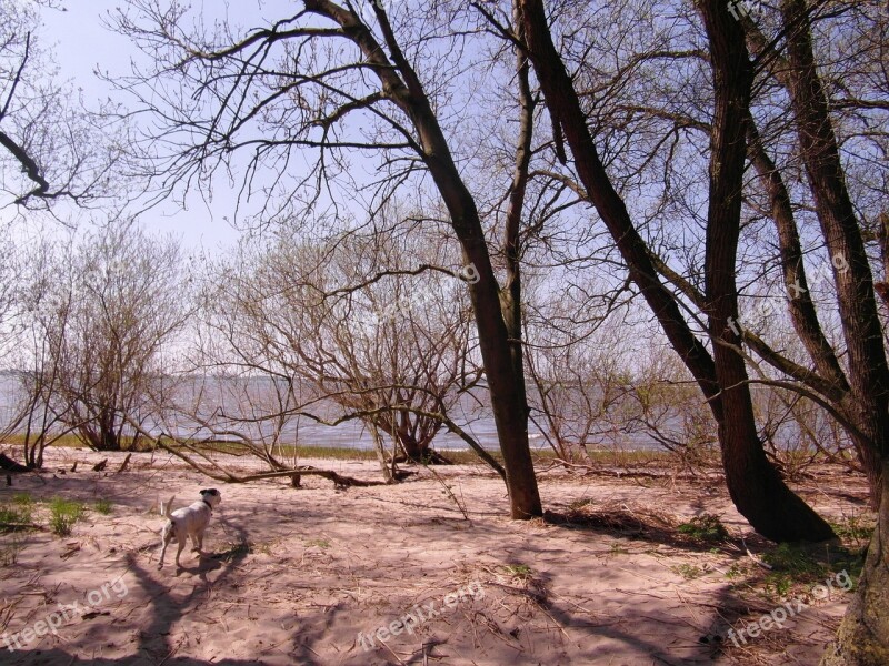 Elbe Nature Conservation Riparian Zone Beach Trees