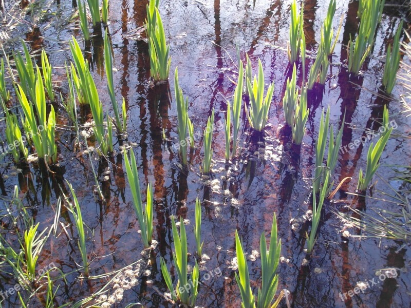 Nature Reserve Moor Nature Spring Reed