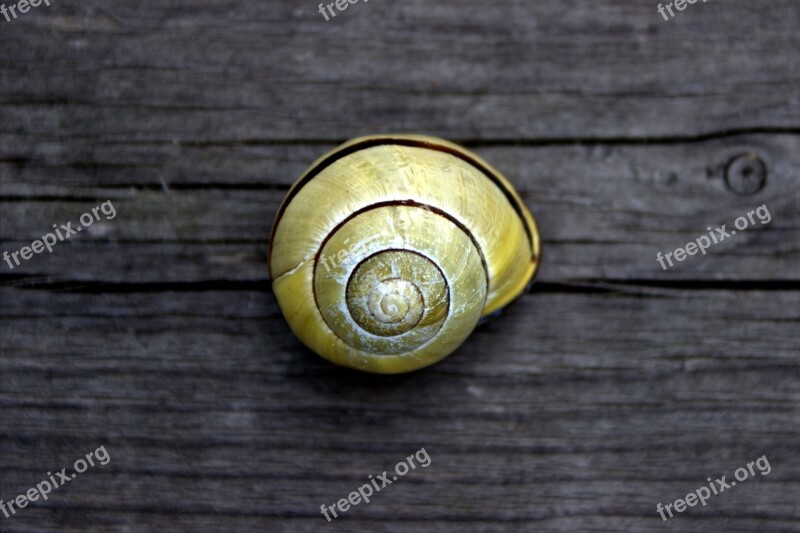 Snail Garden Shell Yellow Mollusk