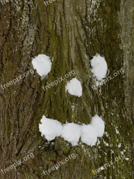 Tree Snow Forest Spirit Tree Face Face