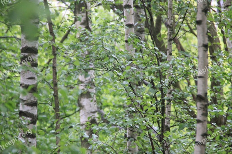 Birch Forest Trees Nature Green