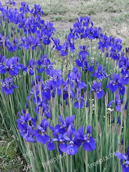 Iris In The Early Summer Early Summer Flowers Purple Flowers Blue Flowers