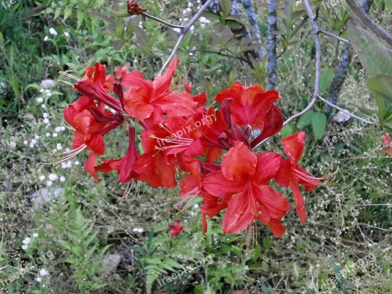 Azalea Rosebay In The Early Summer Early Summer Flowers Red Flowers