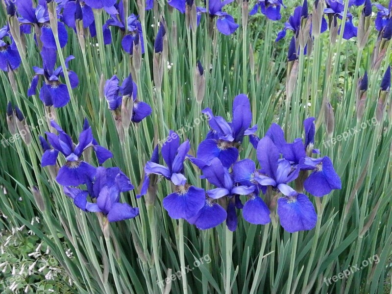 Iris In The Early Summer Early Summer Flowers Purple Flowers Blue Flowers