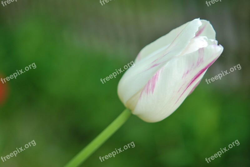 Tulip Tulips Flower Nature Summer