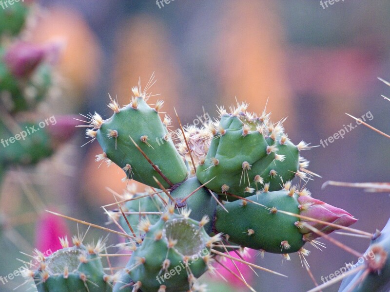 Flower Cactus Pink Free Photos