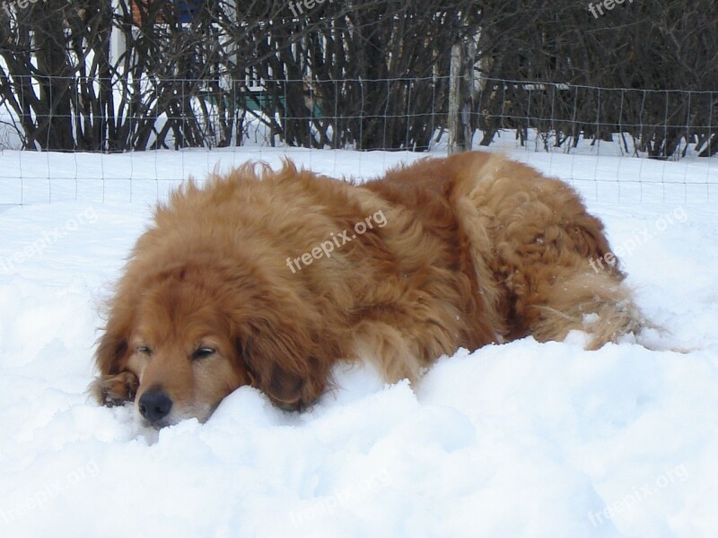 Dog Crusader Canine Free Photos