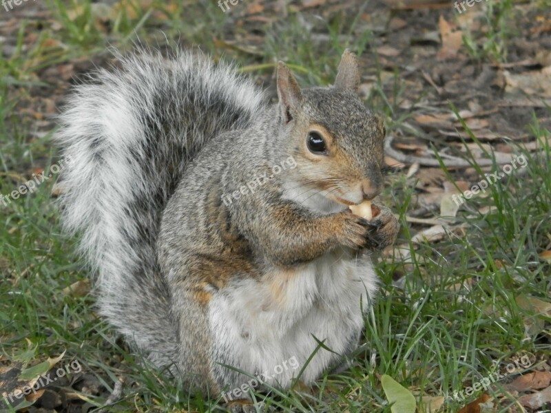 Squirrel Park Peanut Animal Gray