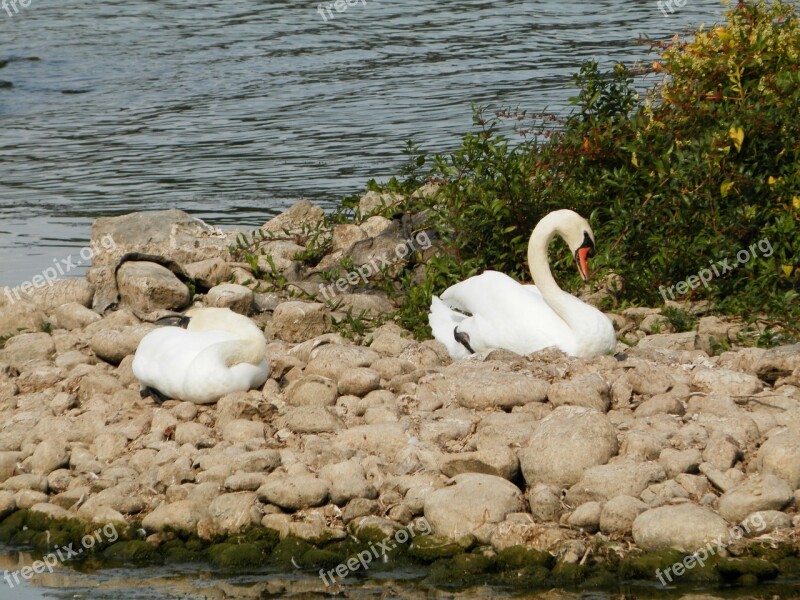 Swan Swans Animals Lake Sleeping