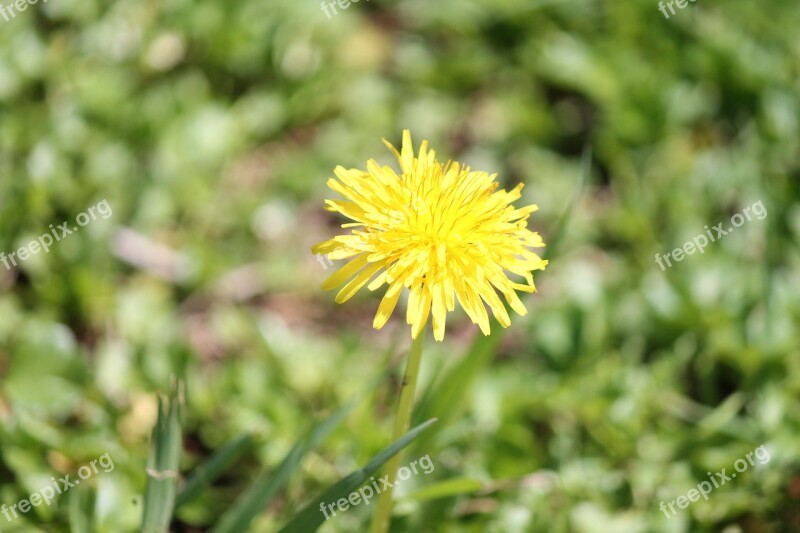 Flower Yellow Prato Green Summer