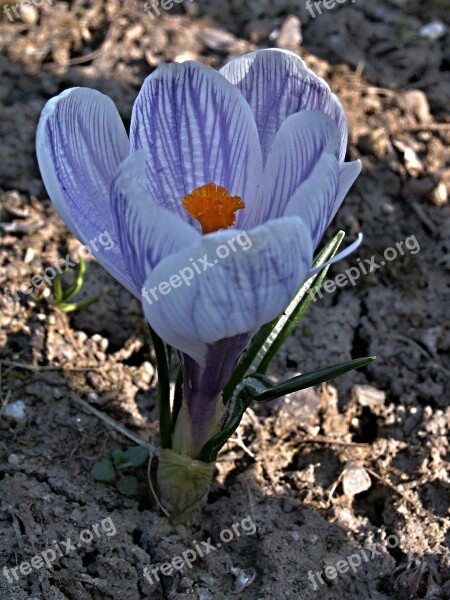 Colchicum Blue Flower Purple Flowers Detail Free Photos