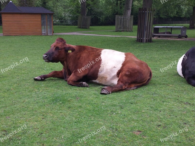 Haighlander Cow Animal Dog Puppy