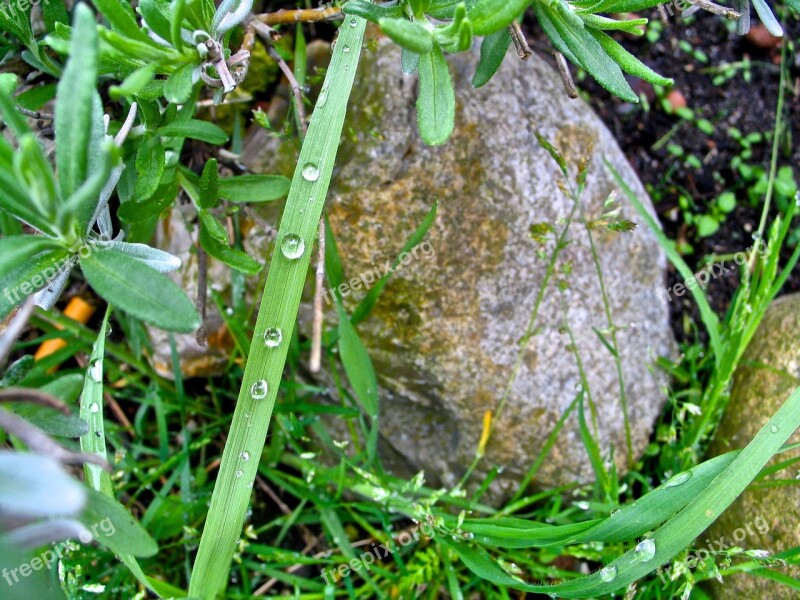 Nature Raindrop Close Up Leaf Plant