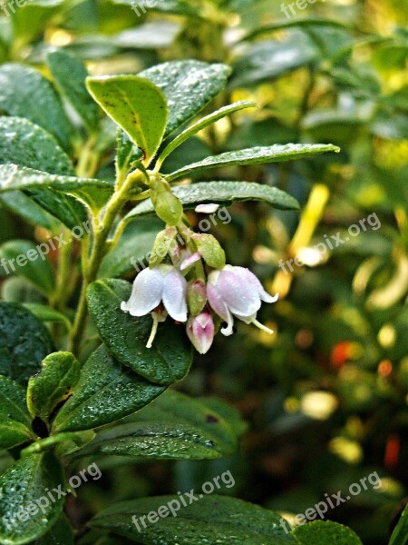 Cranberry Cranberries Flower Macro Berries